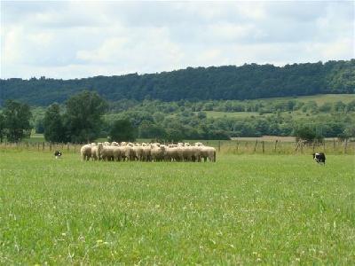 des Culmines - finale inter race 